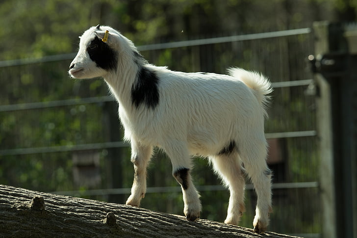 chèvre, Zoo, chèvre domestique, chèvre des montagnes Rocheuses, bétail, enceinte, billy goat