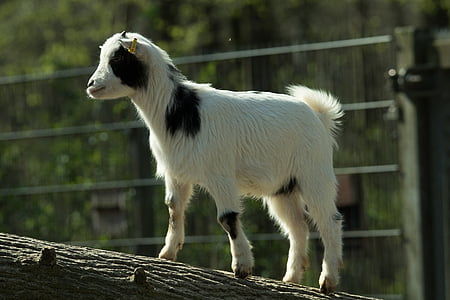 goat, zoo, domestic goat, mountain goat, livestock, enclosure, billy goat