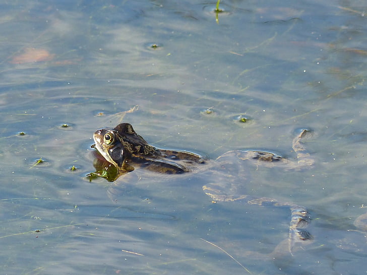 frosk, dammen, nysgjerrig, svømme, Frog pond, hage tjern, padde