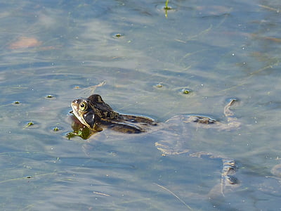 βάτραχος, Λίμνη, περίεργος, Κολυμπήστε, Frog pond, λιμνούλα στον κήπο, βάτραχος
