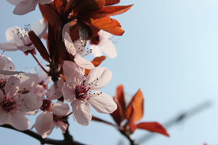 Primavera, flores, -de-rosa, filial, plena floração, rosa e branco