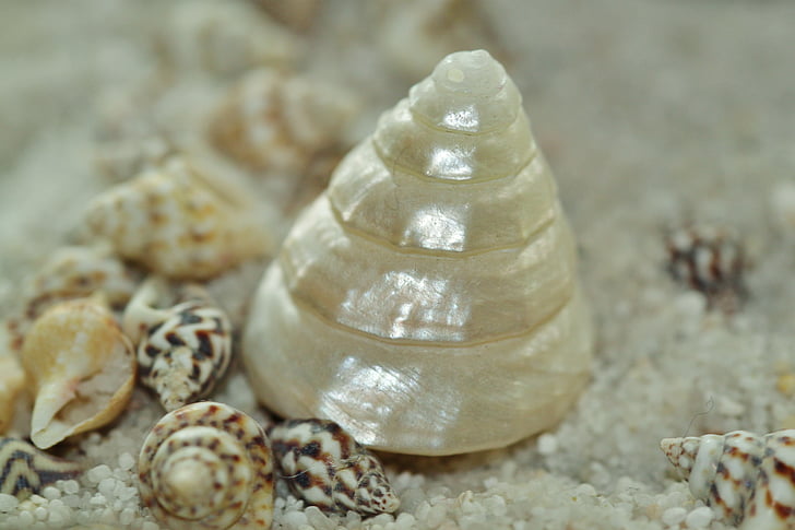 madre perla, Shell, lumaca, coperture della lumaca, chiudere, animale, meeresbewohner