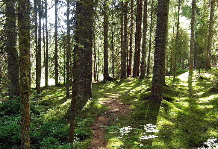 nature, moor, forest, away, hiking, black forest, path