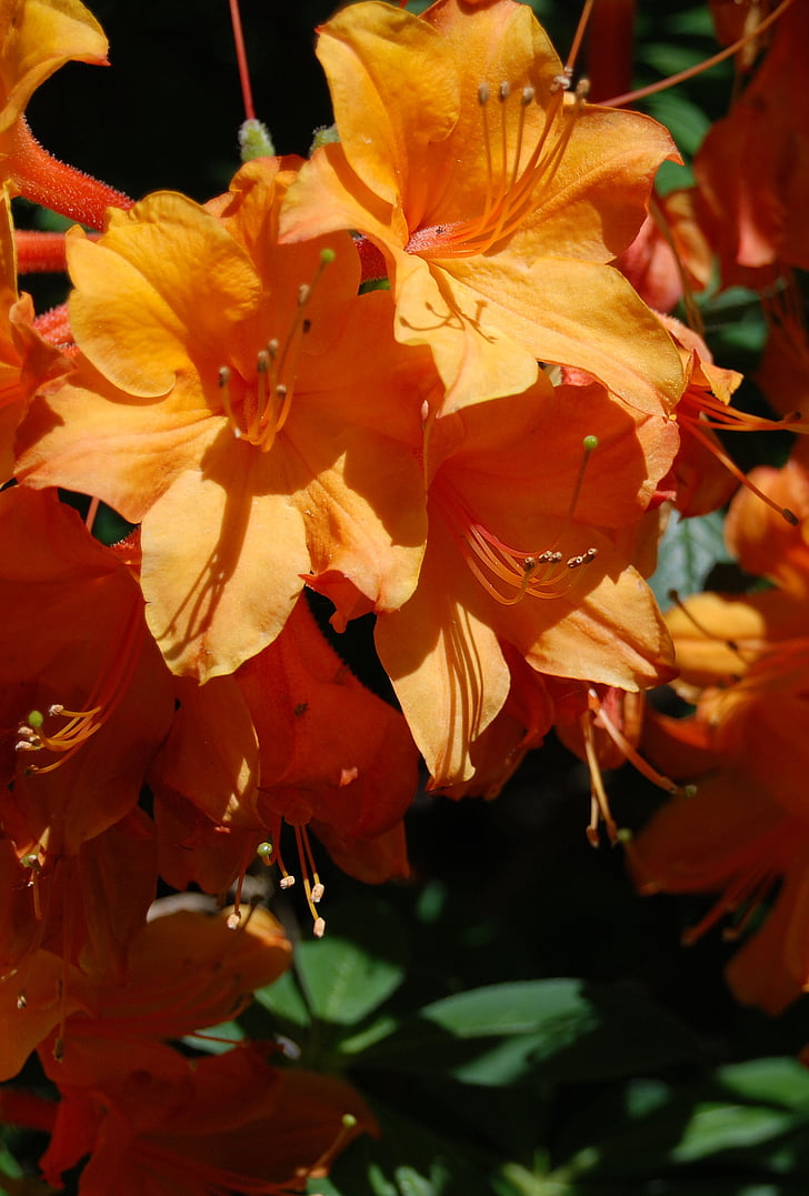 Azalea, oranžna, cvet, cvetlični, Rhododendron, Povečava, cvet