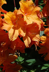 Azaleia, laranja, flor, floral, rododendro, close-up, flor