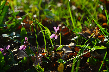 Wald violetinė, violetinė, gėlė, žiedų, žydėti, pavasarį, Harbinger pavasarį