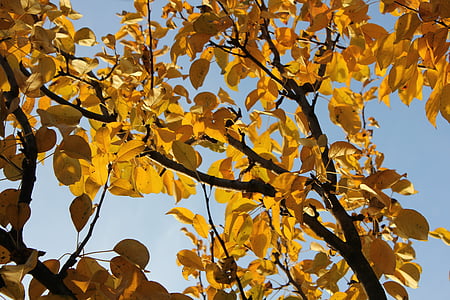 листа, Есен, сухи листа, природата, златна есен, листа, дърво