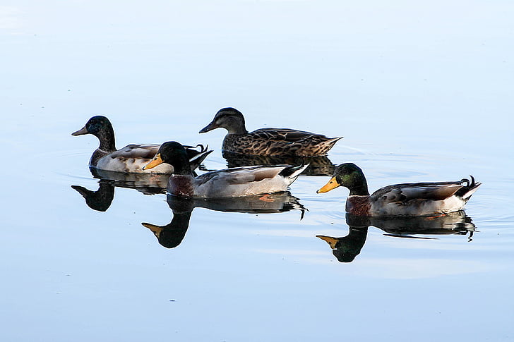 Duck, fugle, Laguna, i morgen, vand, vand dyr, vilde ænder