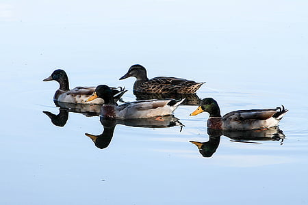 Duck, fugle, Laguna, i morgen, vand, vand dyr, vilde ænder
