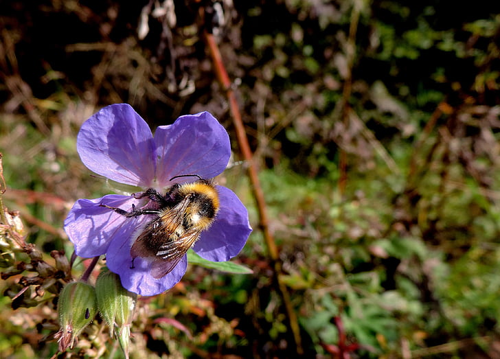 Bumble bee, abeille, nature, fleur, pollinisation, été, insecte