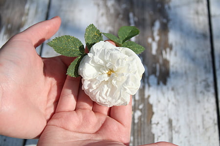levantou-se, Rosa branca, flor, macro, natureza, planta, mãos