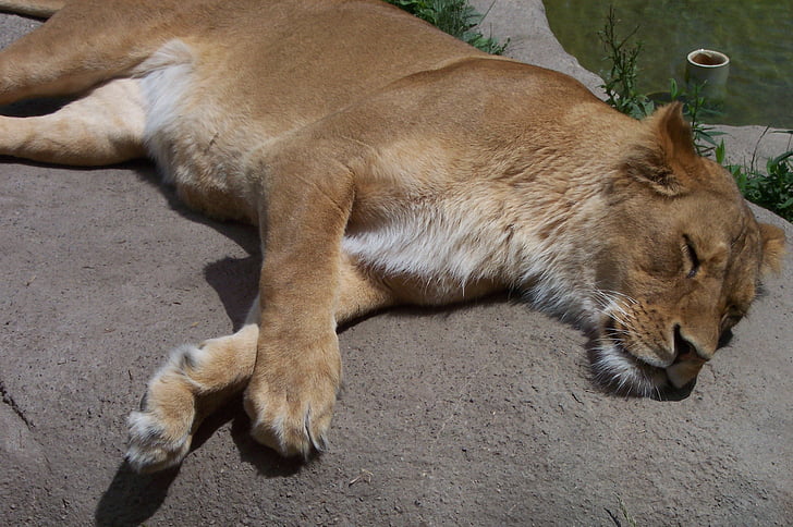 Lew, lwica, ogród zoologiczny, Kot