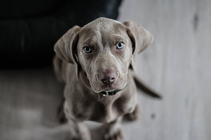 weimaraner, puppy, dog, snout, animal portrait, looking at camera, pets
