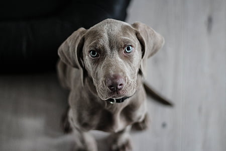 Weimarse staande hond, puppy, hond, snuit, dierlijke portret, kijken naar camera, huisdieren