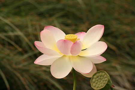 Lotus kvety, Lekno, kvet, vodné rastliny, Príroda, Nuphar, kvet