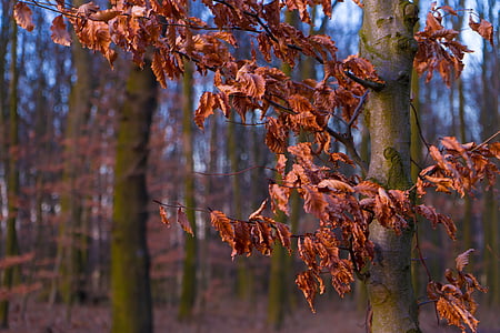podzim, listy, Les, uschlé, strom, zlatý podzim, padajícího listí