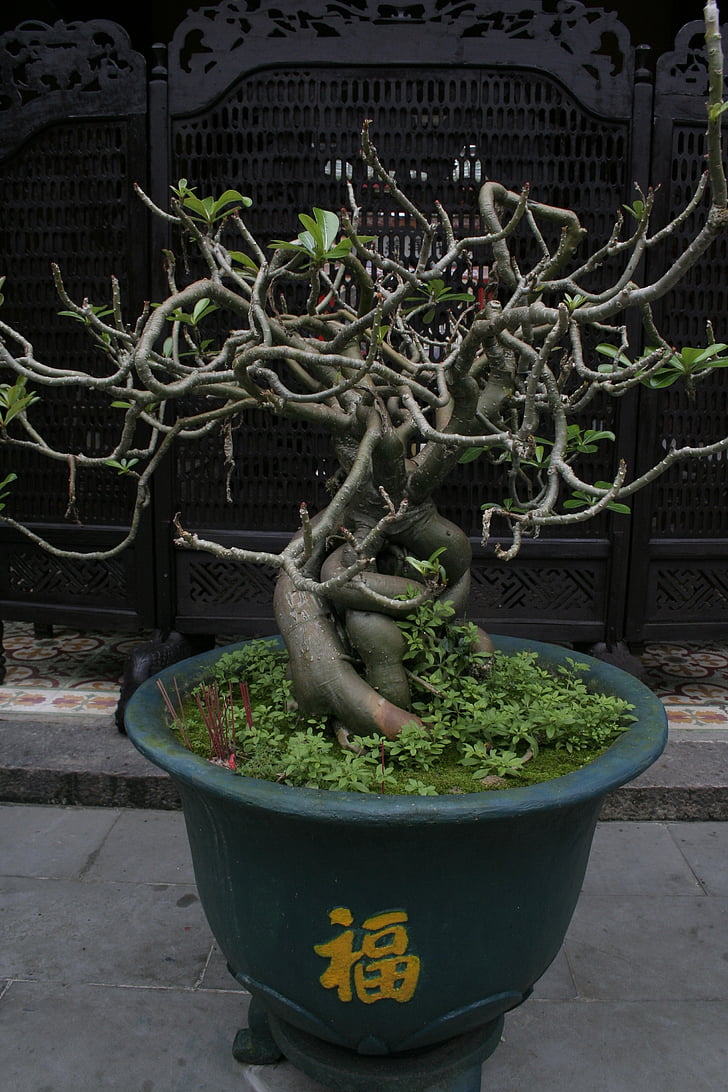 bonsai, vietnamese scripture, temple, potted plant, plant, no people, growth
