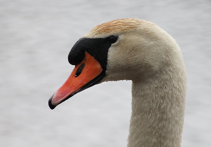 Swan, Ia, renang burung, Denmark, burung nasional, air, putih