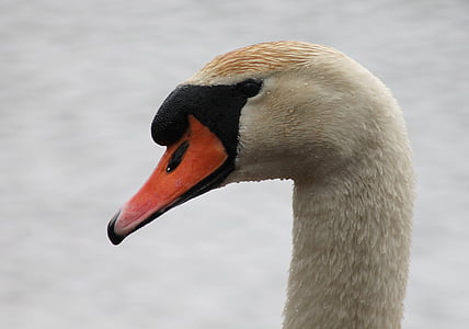 Swan, Ia, renang burung, Denmark, burung nasional, air, putih