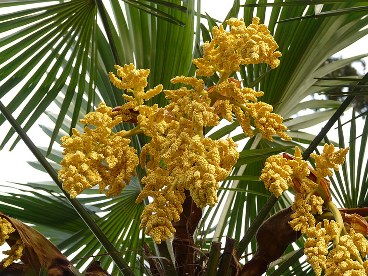 Palm, Palma de cânhamo, Palma de guarda-chuva, flor da palma, palmeira, planta, flor