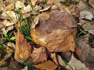 gole shuffletruffle, paxillus involutus, gljive roda, jele, gljiva, jesen, šuma
