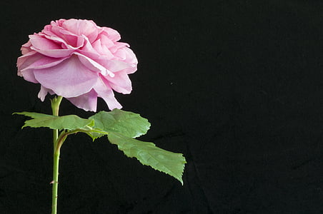 Pink rose, kert, szirmok, rózsaszín, Rózsa, virág, természet
