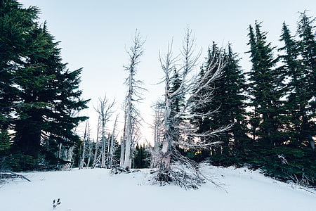 sneeuw, bomen, winter, natuur, bos, boom, buitenshuis