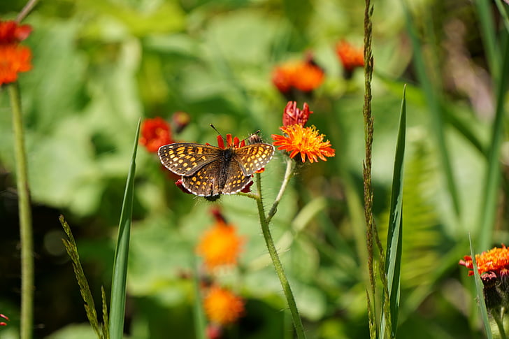 butterfly, nature, flower, orange, animal, insect, wing