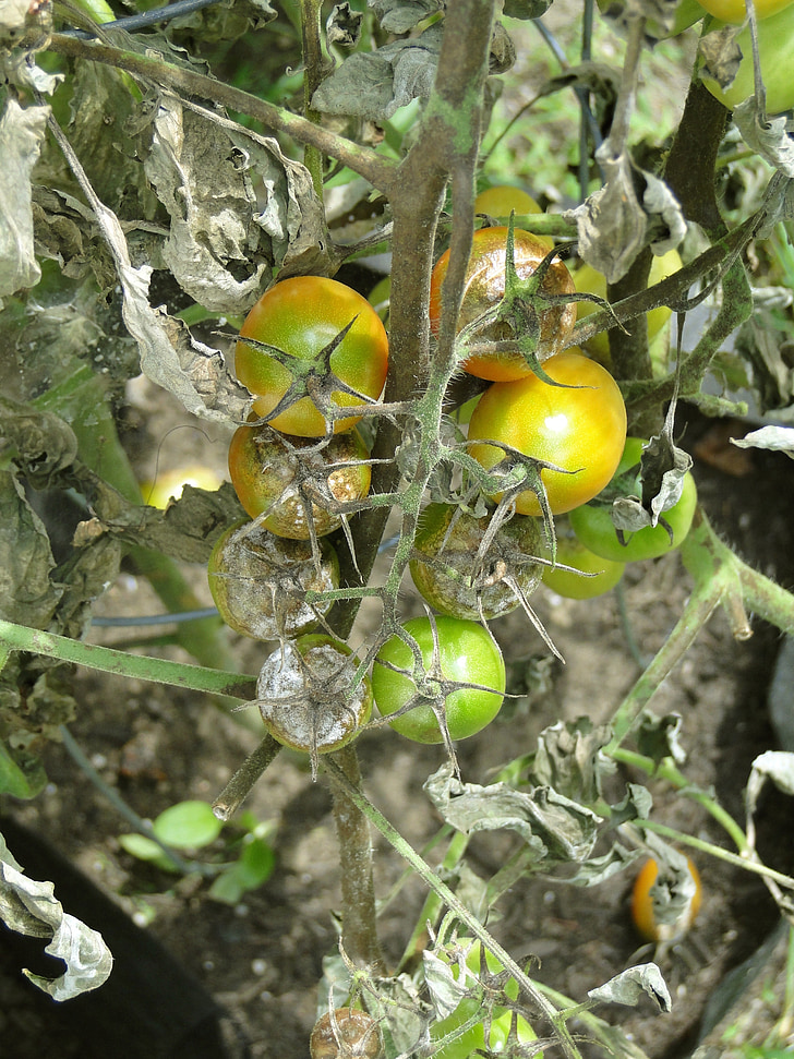 tomate, ferrugem, doença, jardim, Late blight, avançado, pontos