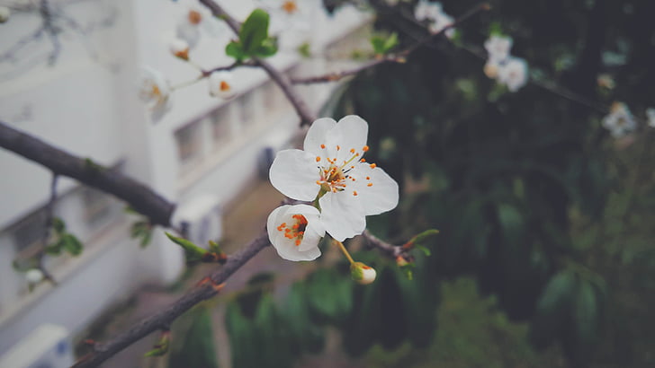 selective, focus, photo, white, cherry, blossoms, flower