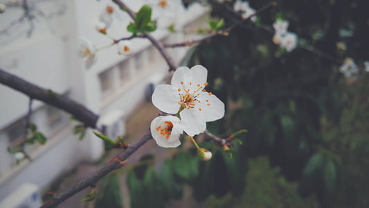 selektif, fokus, foto, putih, Cherry, bunga, bunga