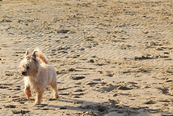 Cairn, Terrier, chien, plage, sable, beige, courir