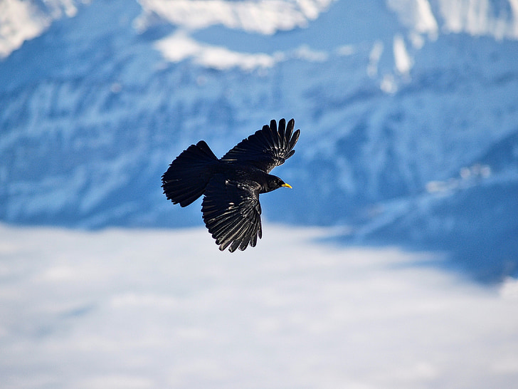 ocell, bergdohle, volar, l'hivern, muntanyes, neu