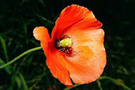 flower, poppy, poppy flower, orange, discreet, macro, garden