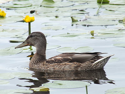 bird, duck, pond, swim, lily pads