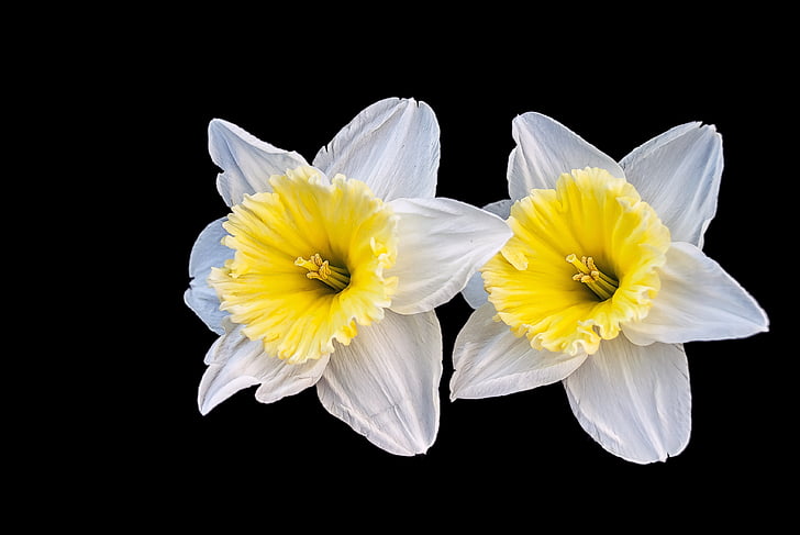 Narcis, fleur, printemps, créative, nature, jaune, pétale