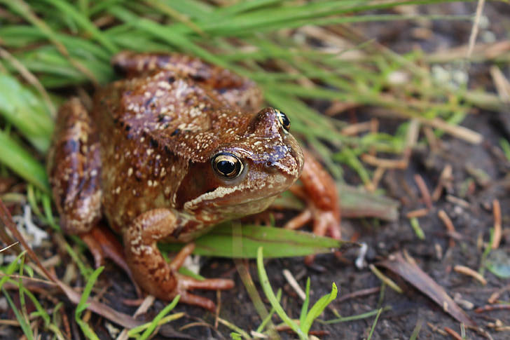 frog, animal, nature