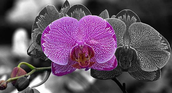orquídea de traça, flor, horticultura, Phalaenopsis, pétalas, tropical, flor