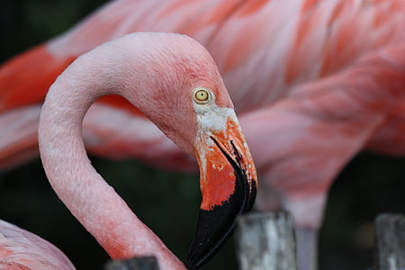 flamingo, bird, avian, animal, wading, feather, wing