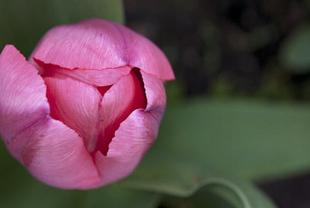rózsaszín, tulipán, virágos, virág, tavaszi, természet, Blossom