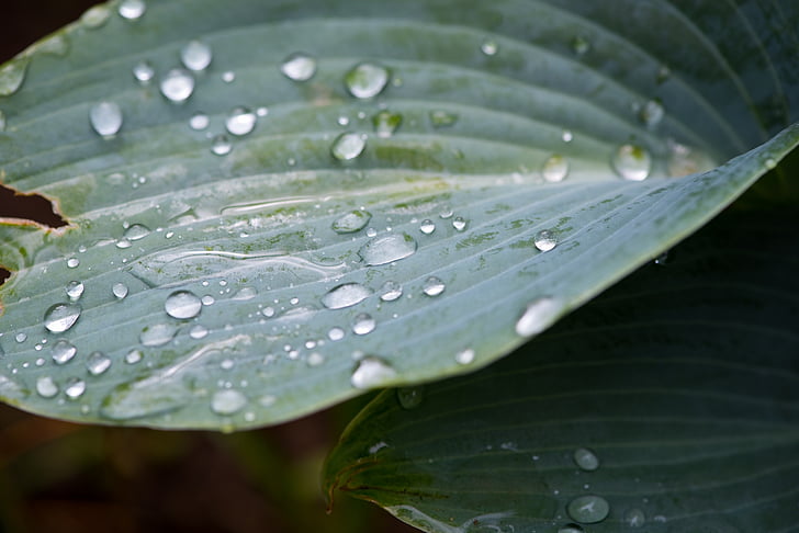 leaf, green leaf, plant, garden, drop of water, raindrop, nature