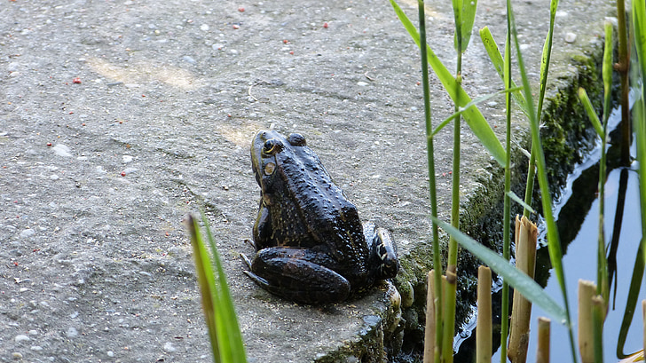 Frosch, See, Natur