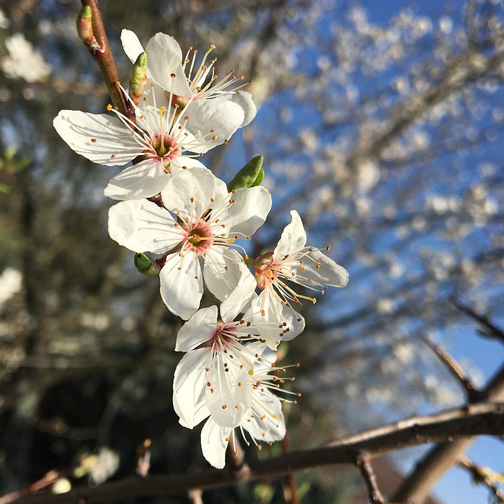 bunga, Cherry, musim semi, Bud, pohon, langit