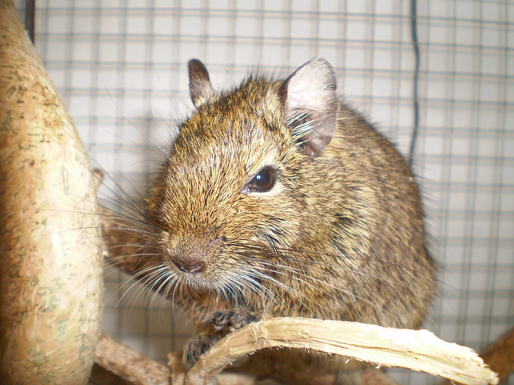 degu, animal de companyia, mamífer, browngrey, branques
