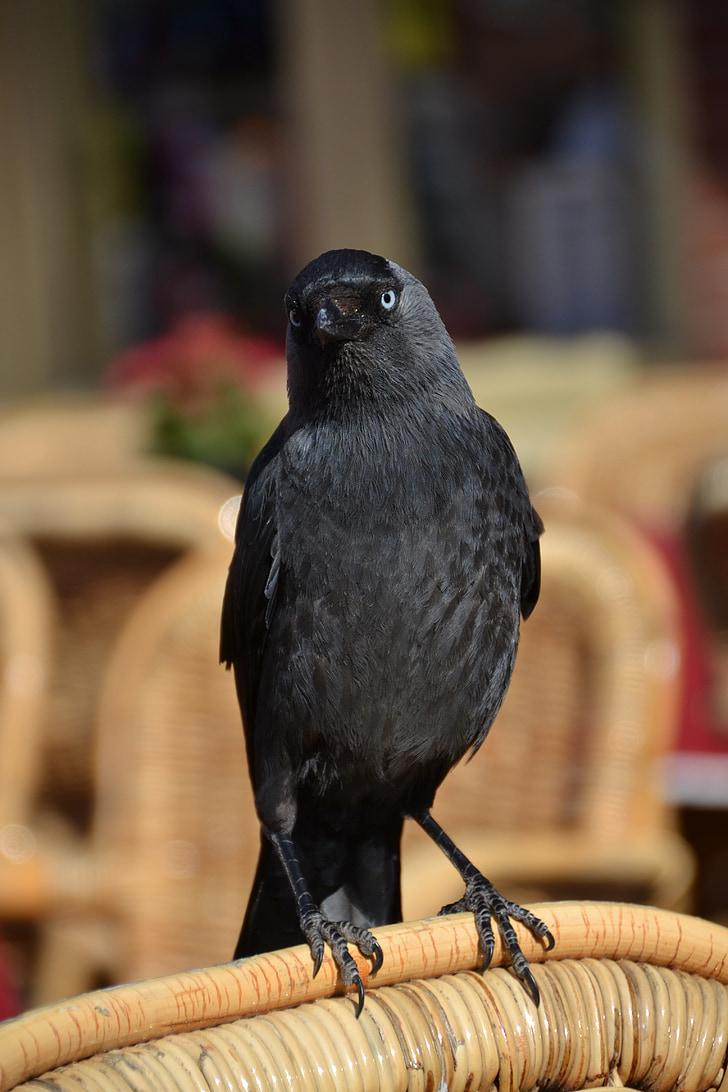raven, bird, animal, black, fly