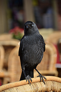 Raven, con chim, động vật, màu đen, bay