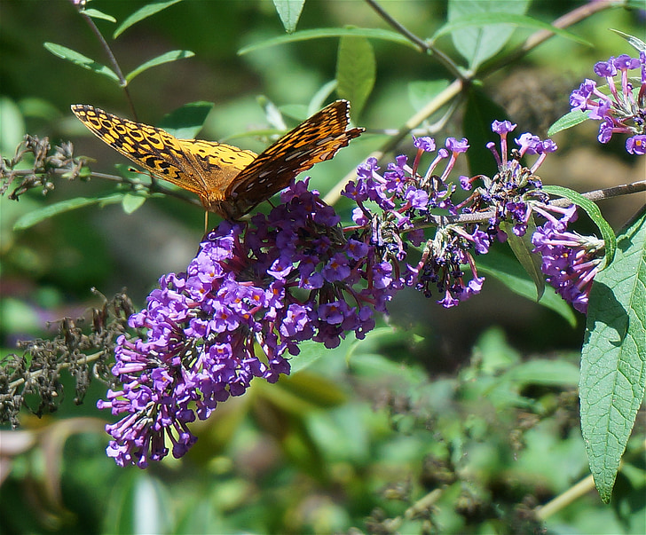 Fritillary butterfly, Schmetterling, Natur, Insekt, Schmetterlingsstrauch, Blumen, Blüte