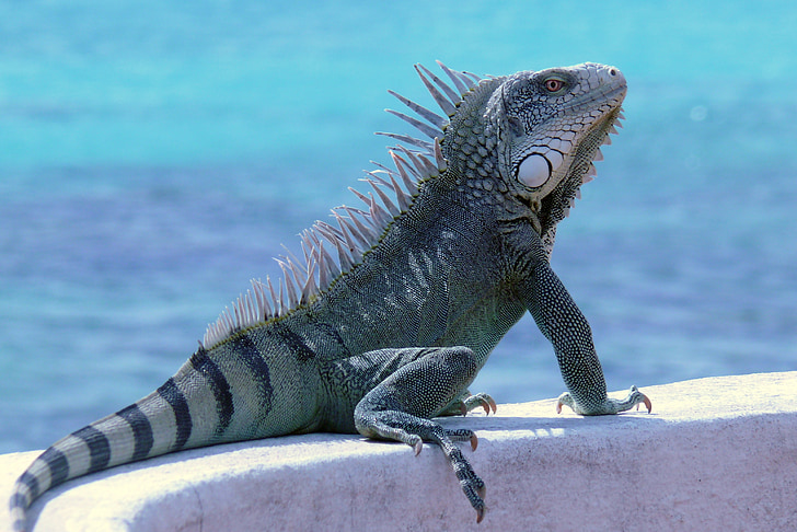 Bonaire, Iguana, reptil, djur