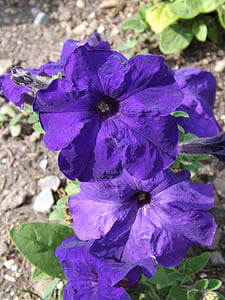紫色, 帕尤妮亚, 花, 紫色的小花, 花, 夏季, 花园