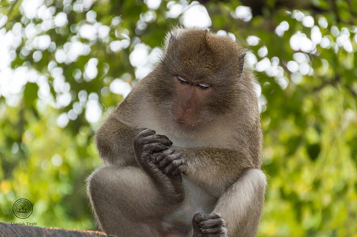 Monkey, djur, naturen, däggdjur, Thailand, ihållande, klättra